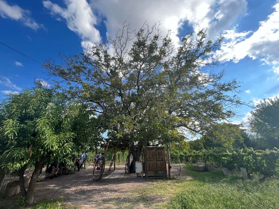 From Mendoza: 3 Wineries, Olive Oil Factory Tour & Tasting - Why Maipú works for a half-day wine tour