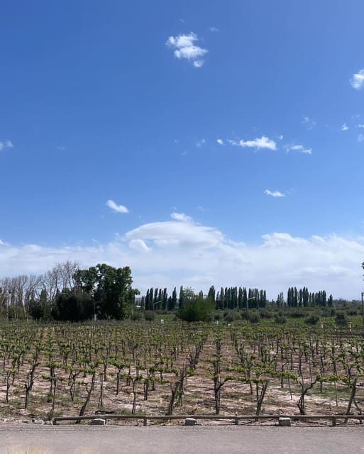 From Mendoza: 3 Wineries, Olive Oil Factory Tour & Tasting - Language, group size, and guiding style