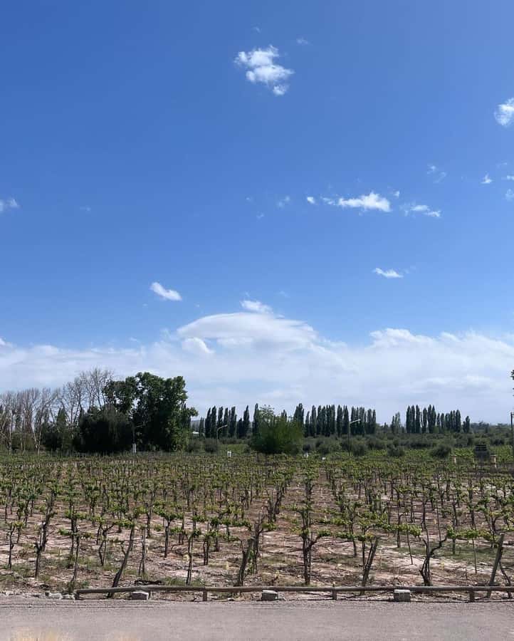 From Mendoza: 3 Wineries, Olive Oil Factory Tour & Tasting - The afternoon pickup from Mendoza hotels