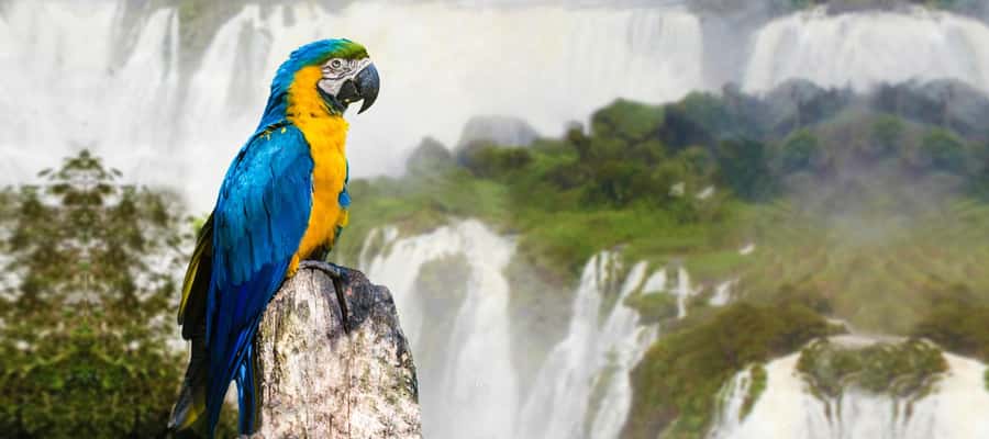 From Puerto Iguazu: Half-Day Brazilian Falls Excursion - Crossing from Argentina into Brazil
