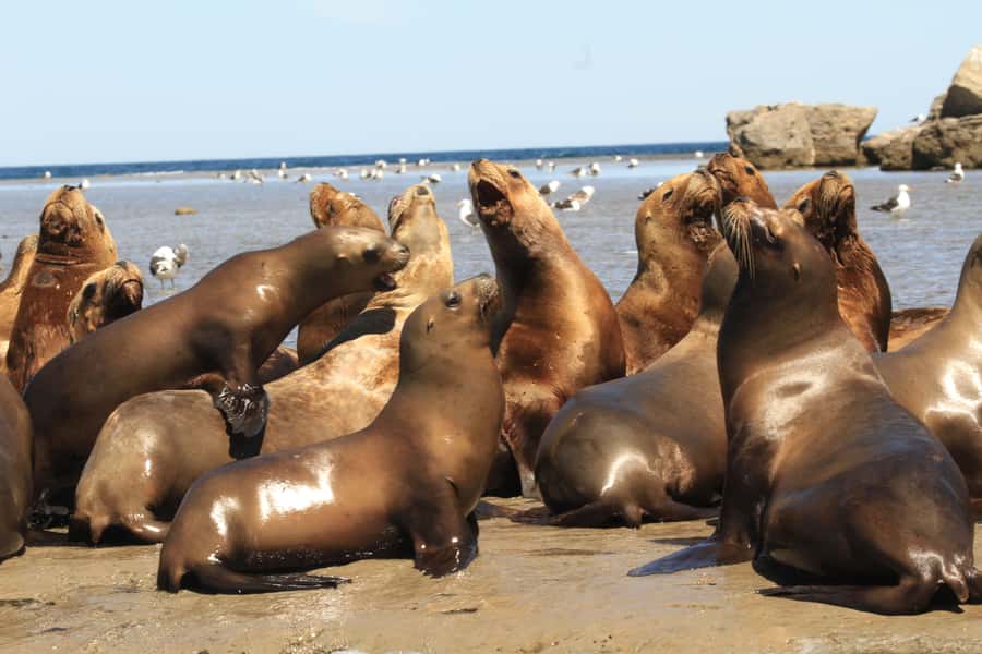 From Puerto Madryn: City and Punta Loma Tour - Paraná Beach and the Road to Punta Loma