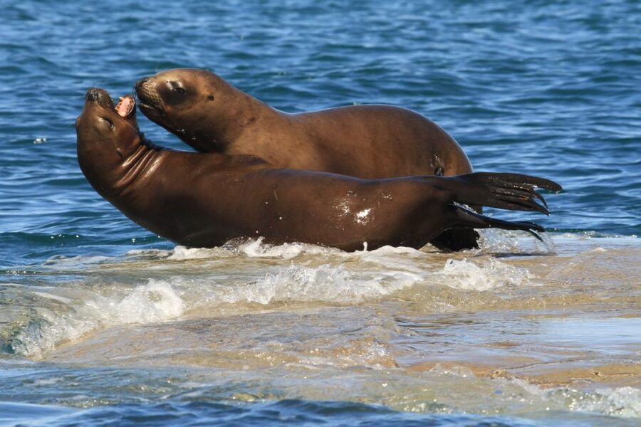 From Puerto Madryn: City and Punta Loma Tour - Watching Sea Lions From Punta Loma’s Cliff Balconies