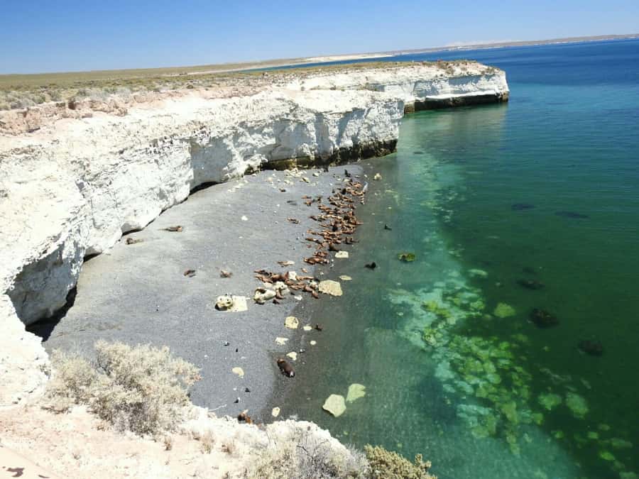 From Puerto Madryn: City and Punta Loma Tour - Black Cormorants Add a Second Wildlife Moment