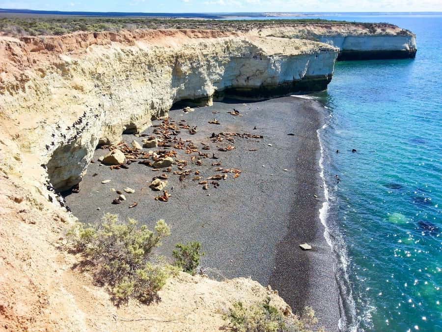 From Puerto Madryn: City and Punta Loma Tour - What the Guide Adds to the Experience