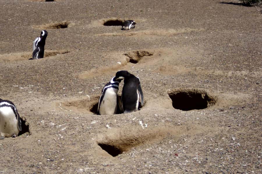 From Puerto Madryn: Full Day Excursion to Punta Tombo - Why Punta Tombo is worth the road trip
