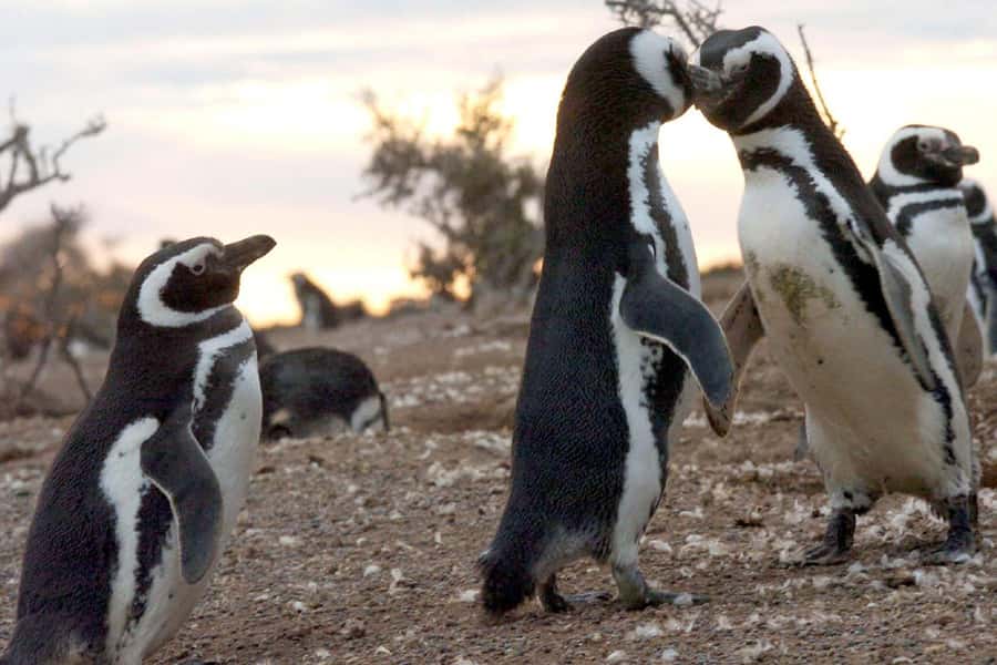 From Puerto Madryn: Full Day Excursion to Punta Tombo - Lunch at the reserve, with the bill in your hands