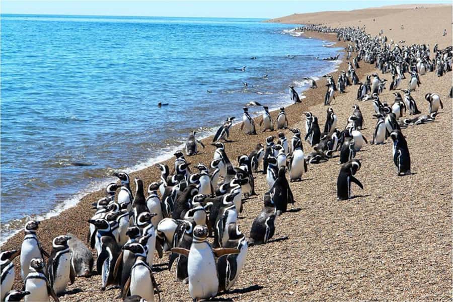 From Puerto Madryn: Full Day Excursion to Punta Tombo - What the $112 price really covers