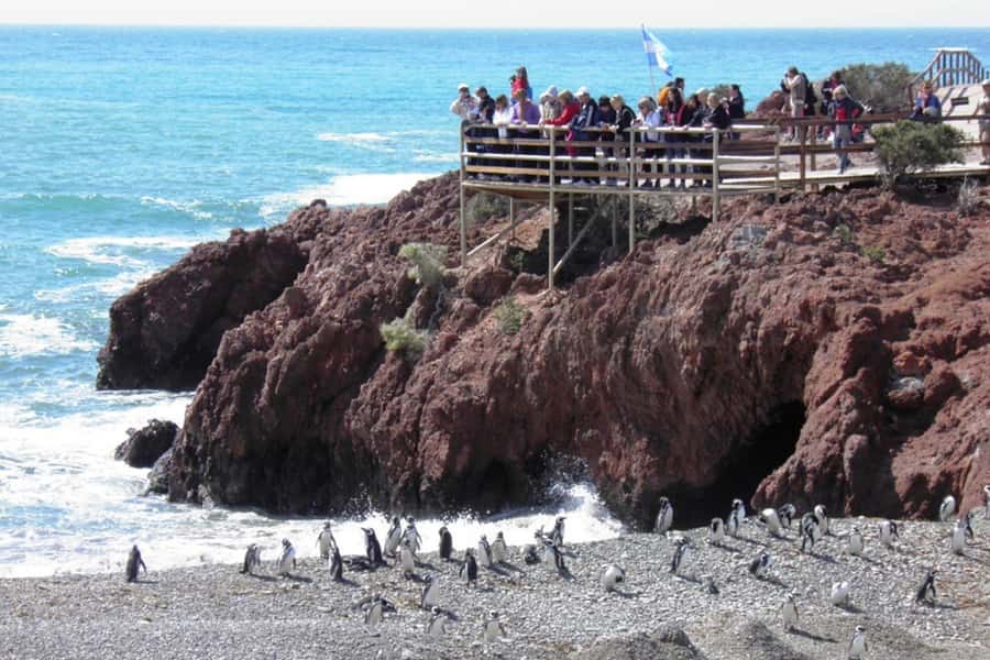 From Puerto Madryn: Full Day Excursion to Punta Tombo - Timing problems and the airport drop-off warning