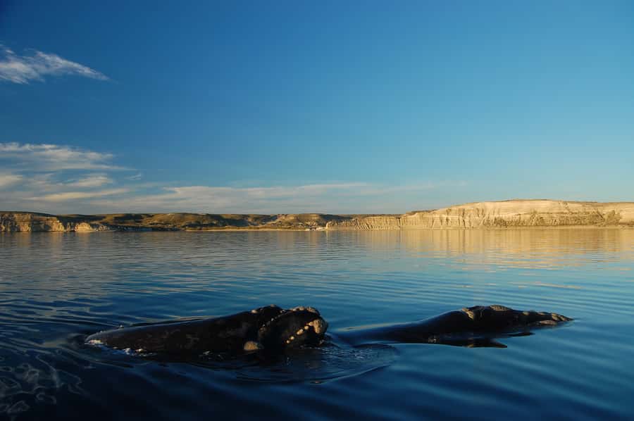 From Puerto Madryn: Full-Day Valdes Peninsula Tour - Key points to know before booking