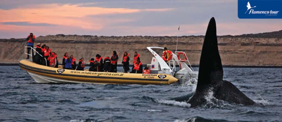 From Puerto Madryn: Full-Day Valdes Peninsula Tour - Why this 10-hour Valdes Peninsula trip is worth considering