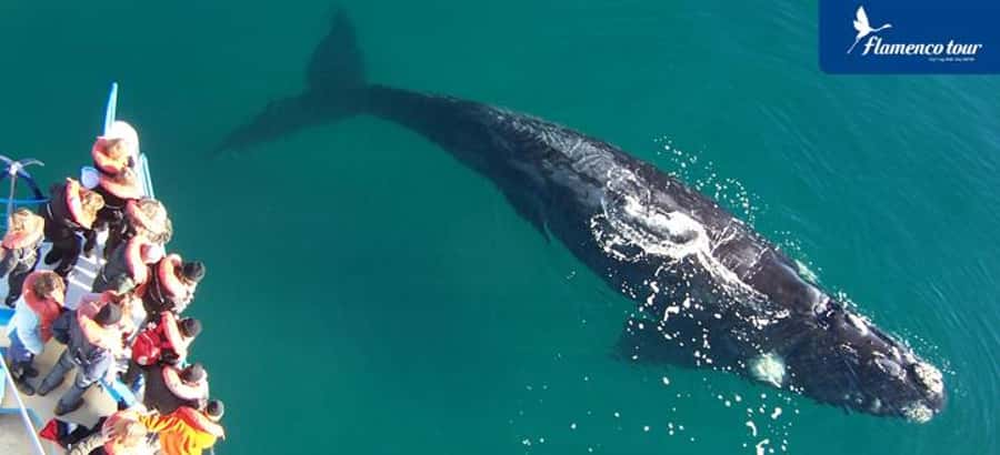 From Puerto Madryn: Full-Day Valdes Peninsula Tour - Two hours in Puerto Piramides