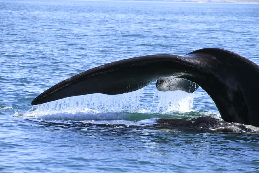 From Puerto Madryn: Full-Day Valdes Peninsula Tour - Salt lakes below sea level