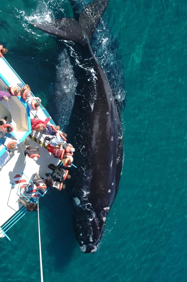 From Puerto Madryn: Full-Day Valdes Peninsula Tour - Punta Delgada and the coastal route