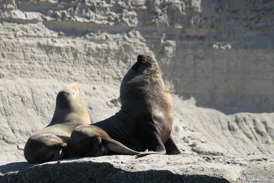 From Puerto Madryn: Full-Day Valdes Peninsula Tour - Caleta Valdes and its sheltered water