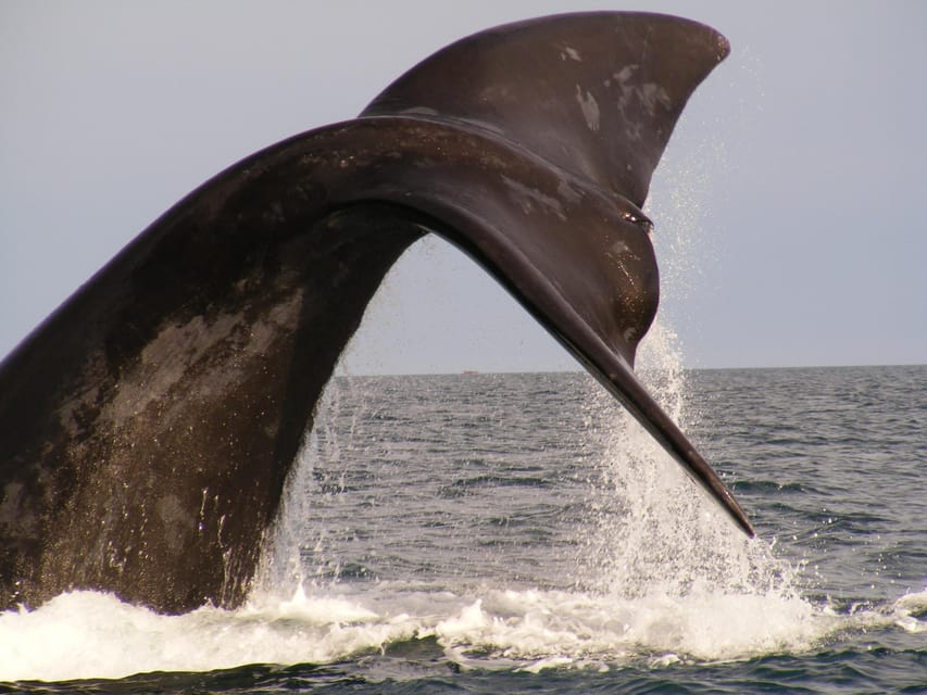 From Puerto Madryn: Full-Day Valdes Peninsula Tour - Punta Norte, sea lions, cormorants, and possible orcas