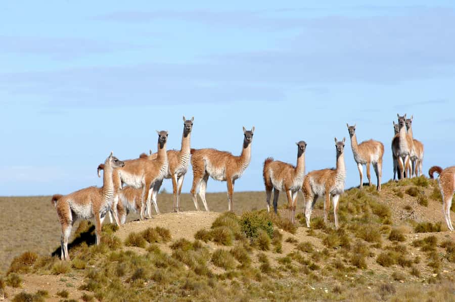 From Puerto Madryn: Full-Day Valdes Peninsula Tour - What the day feels like in practice