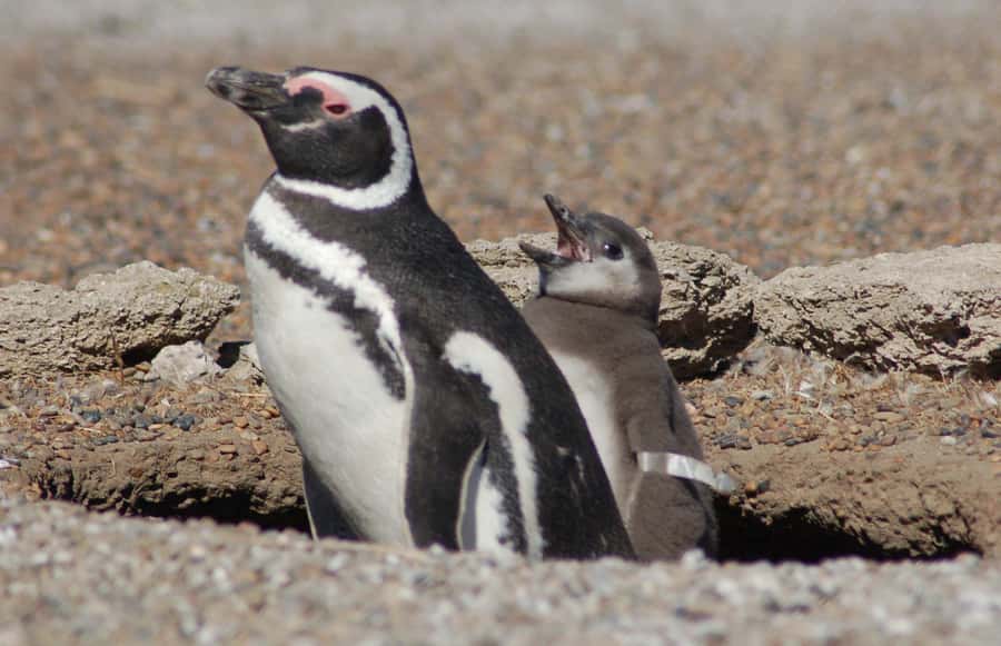 From Puerto Madryn: Penguin Tour & Península Valdés Day Trip - Key points before you book