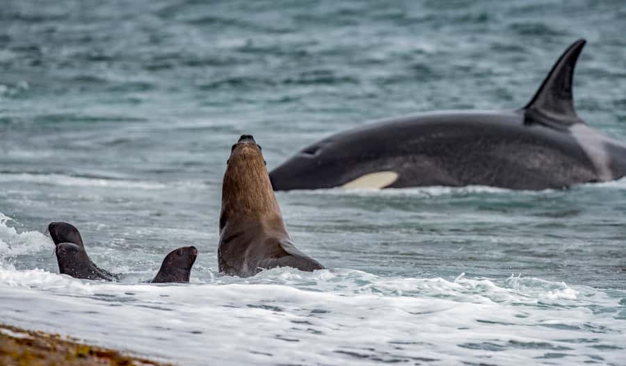 From Puerto Madryn: Penguin Tour & Península Valdés Day Trip - Puerto Pirámides and the first look at the peninsula