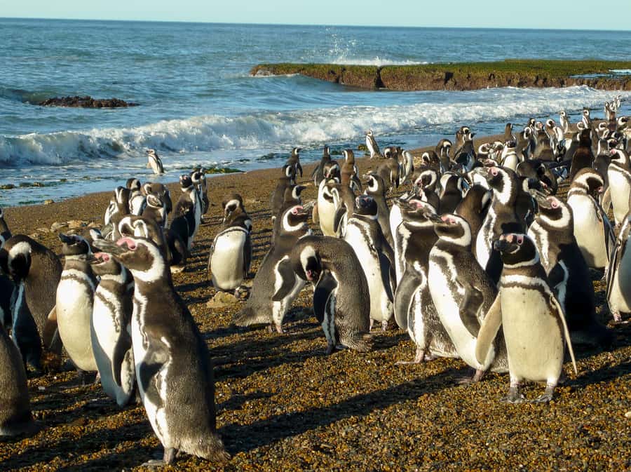 From Puerto Madryn: Penguin Tour & Península Valdés Day Trip - Punta Norte and the coast’s larger animals