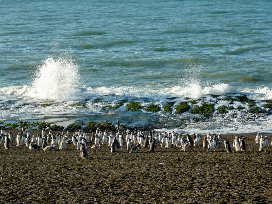 From Puerto Madryn: Penguin Tour & Península Valdés Day Trip - Wildlife between the main stops