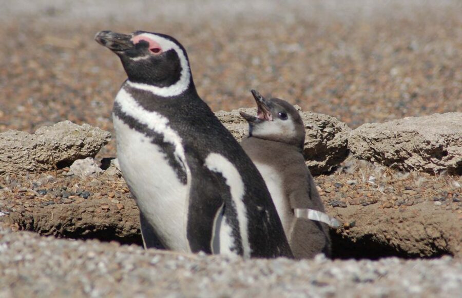 From Puerto Madryn: Penguin Tour & Península Valdés Day Trip - The return to Puerto Madryn