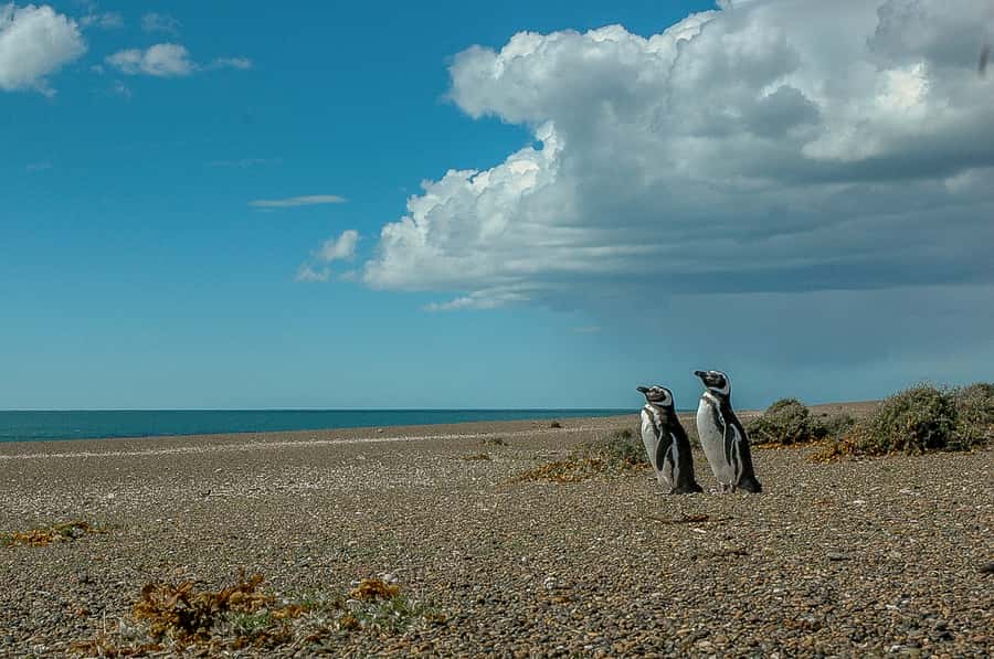 From Puerto Madryn: Penguin Tour & Península Valdés Day Trip - The early ride from Puerto Madryn