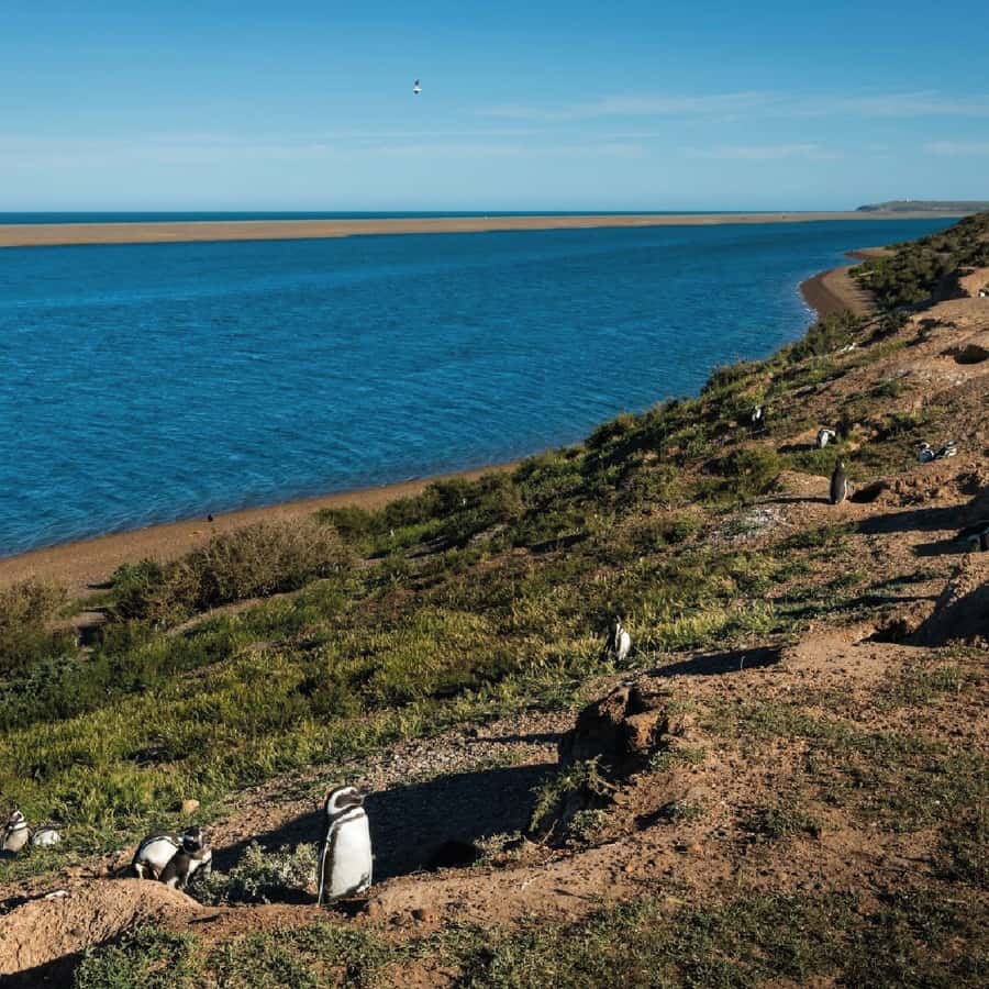 From Puerto Madryn: Peninsula Valdés Shore Excursion - Key points at a glance