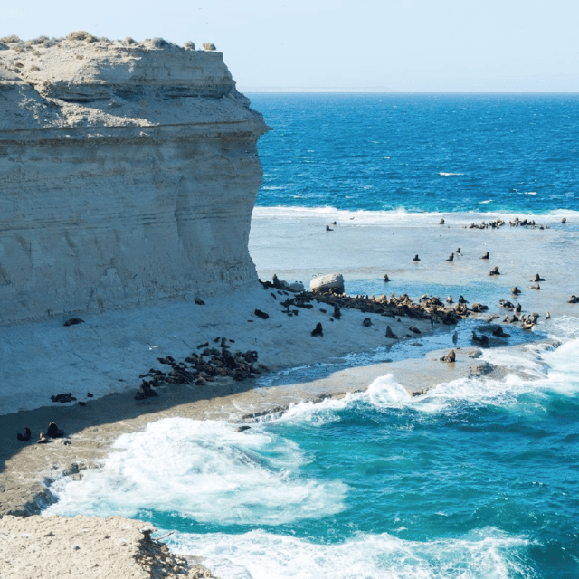 From Puerto Madryn: Peninsula Valdés Shore Excursion - Punta Norte and the sea lion reserve