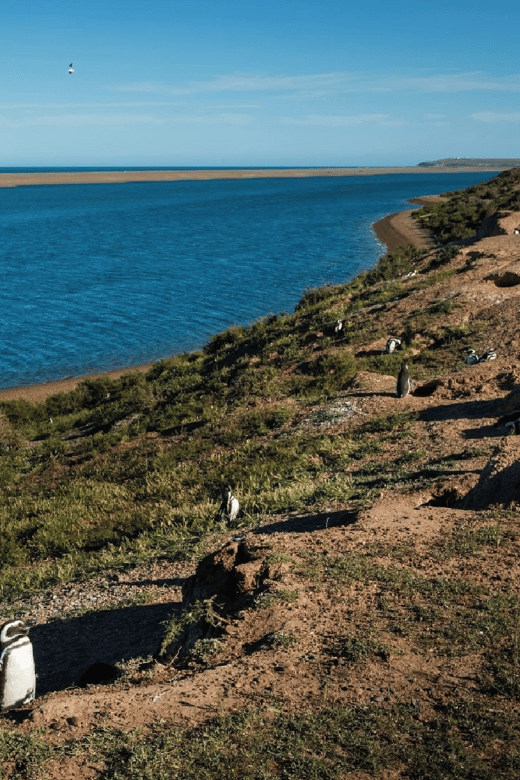 From Puerto Madryn: Peninsula Valdés Shore Excursion - Watching for guanacos, maras, and rheas