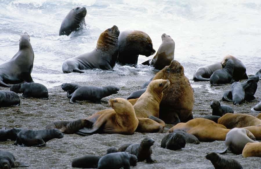 From Puerto Madryn: Valdes Peninsula Full-Day Tour - Key points to know before booking