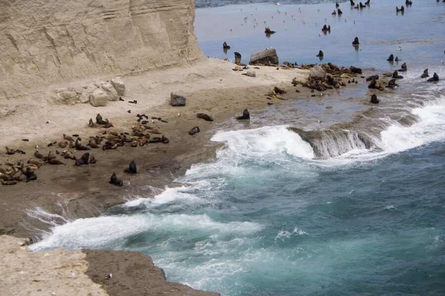 From Puerto Madryn: Valdes Peninsula Full-Day Tour - The return drive can produce the surprise sightings