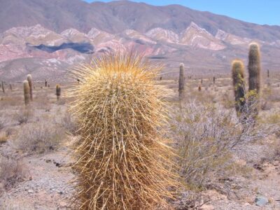 3-Day Cafayate, Cachi, and Humahuaca Guided Trip