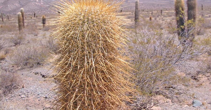 From Salta: 3-Day Cafayate, Cachi, and Humahuaca Guided Trip - Day three: Purmamarca and the Seven Colors Hill