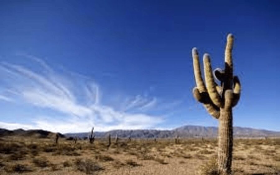 From Salta: Cachi and Los Cardones National Park Tour - Los Cardones National Park and its giant cacti