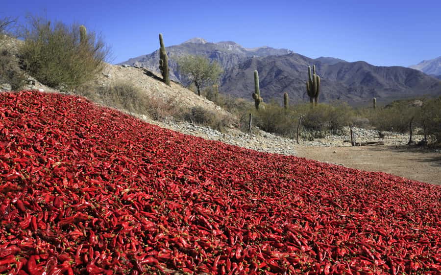 From Salta: Cafayate, Cachi and Salinas Grandes in 3 days - Three days to see Salta and Jujuy