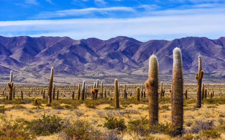 From Salta: Cafayate, Cachi and Salinas Grandes in 3 days - Cafayate through the Quebrada de las Conchas