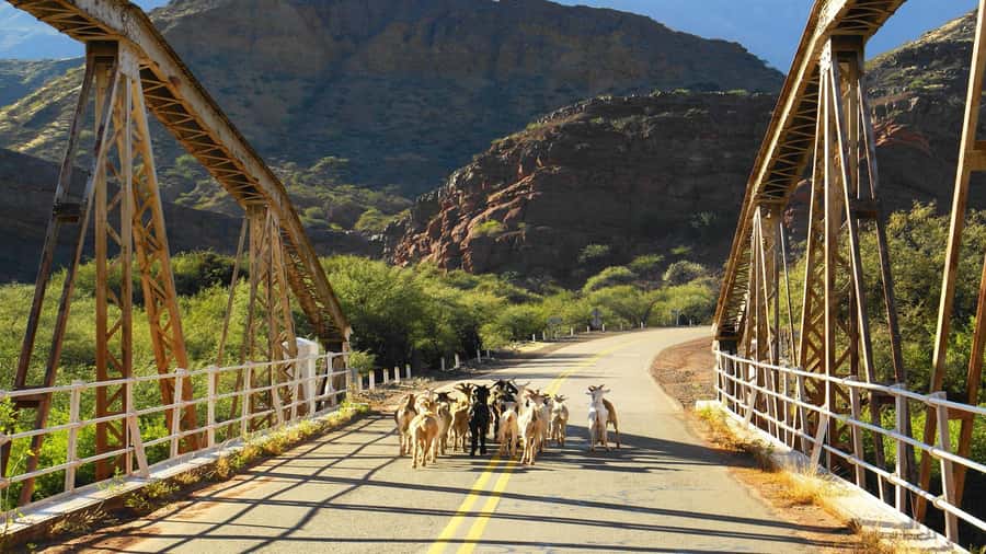 From Salta: Day Trip to Cafayate - Who will enjoy this full-day outing