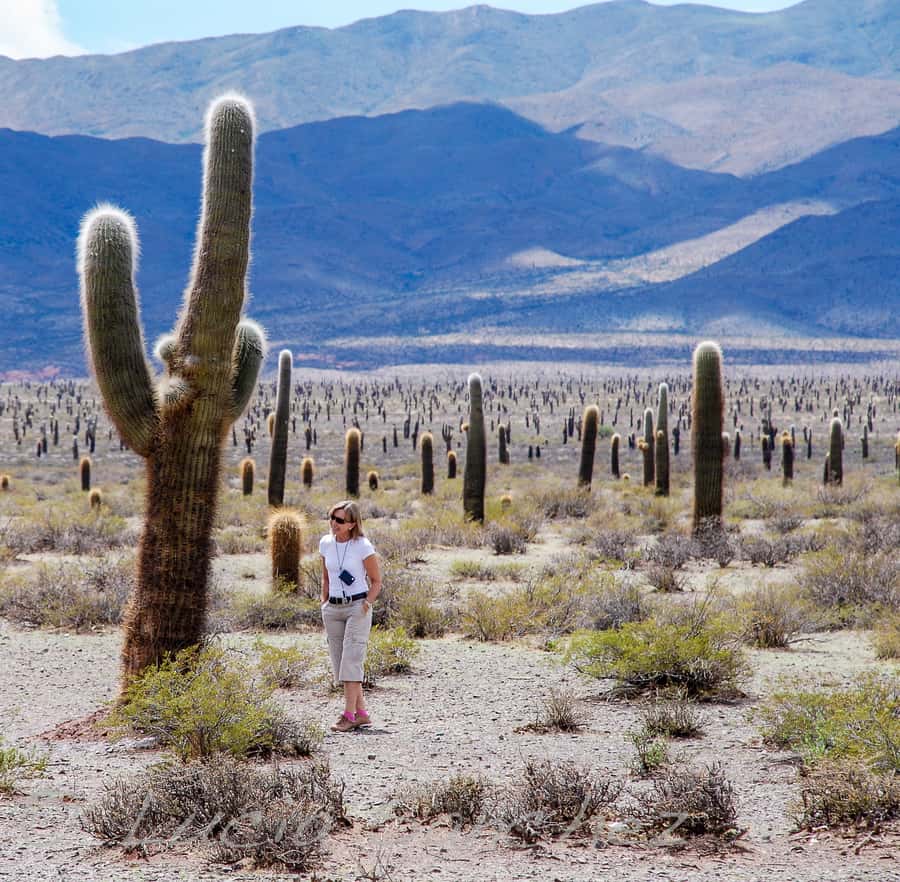 From Salta: Full-Day Scenic Tour to Cachi - Los Cardones National Park and the giant cactus country