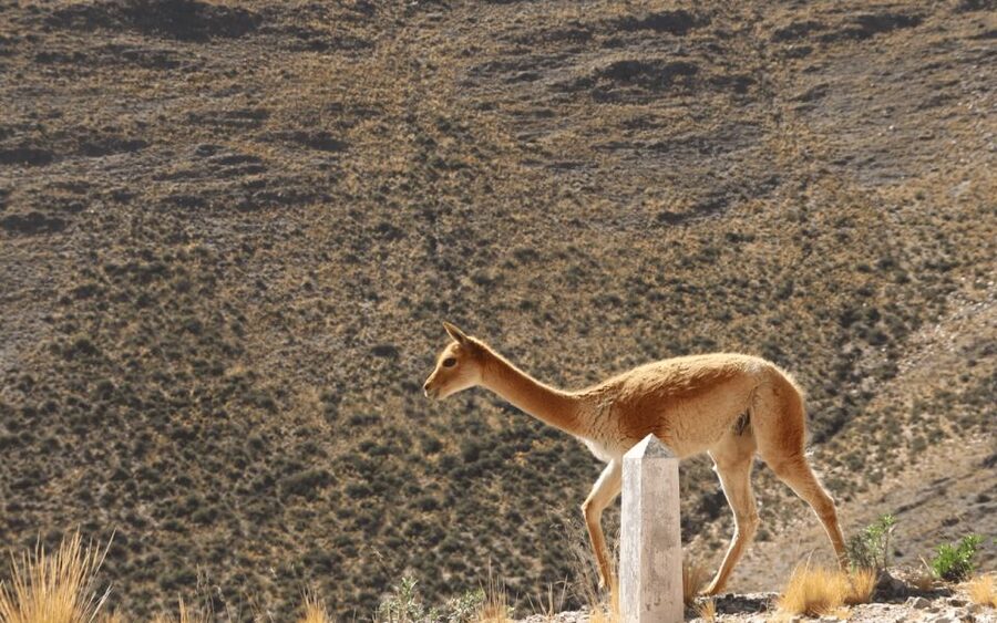 From Salta: Full-Day Tours of Cachi and Salinas Grandes - Los Cardones National Park is cactus country