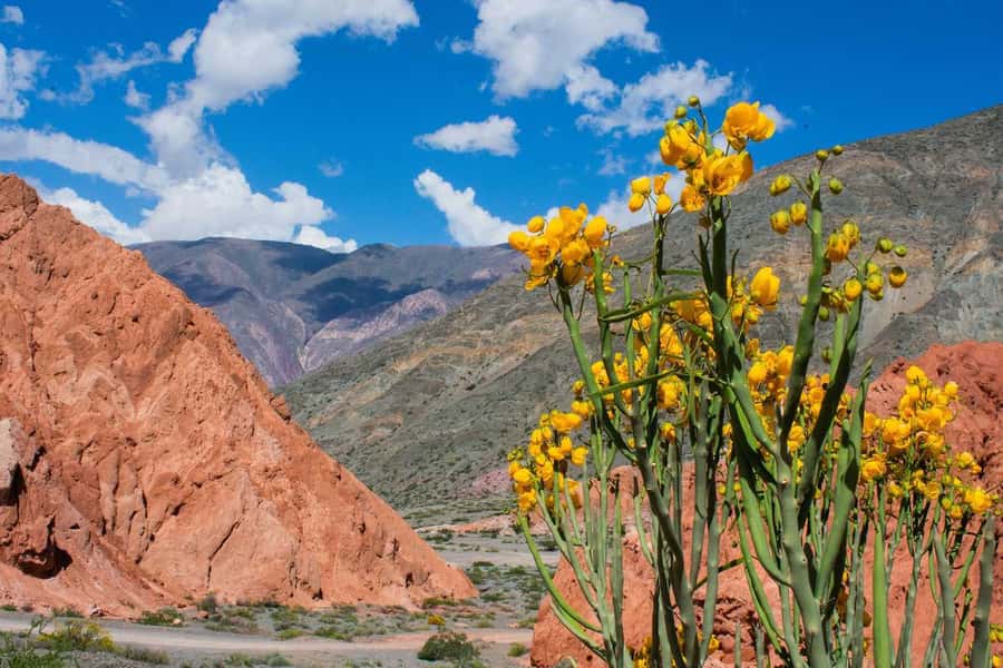 From Salta: Full-Day Trip to Salinas Grandes and Purmamarca - Who should book this tour?