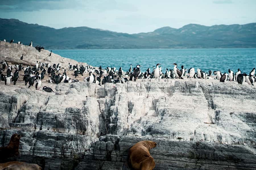 From Ushuaia: Beagle Channel Catamaran Tour - Five things to know before boarding