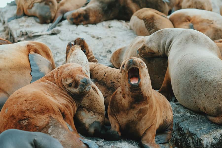 From Ushuaia: Beagle Channel Catamaran Tour - Bird Island and the first wildlife search