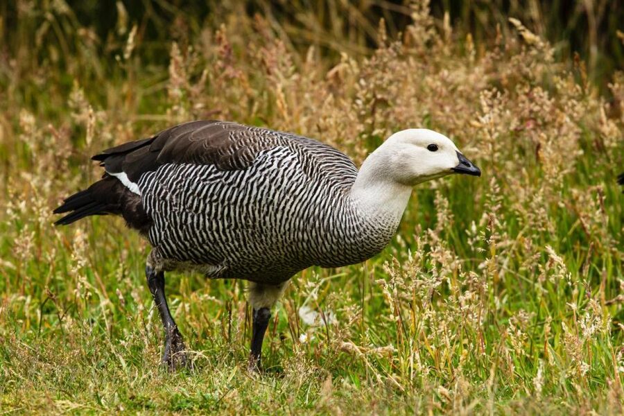 From Ushuaia: Discover Tierra del Fuego National Park - The train overlap is the main warning