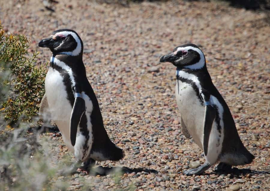 From Ushuaia: Penguin Watching Tour by Catamaran - Key points before you book