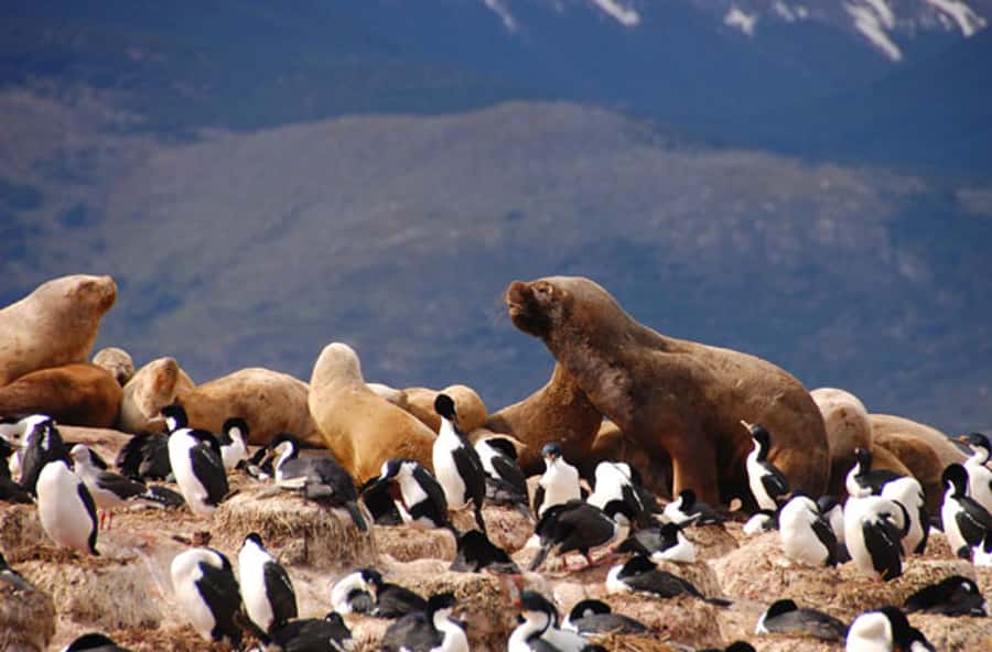 From Ushuaia: Penguin Watching Tour by Catamaran - Leaving Ushuaia through the Beagle Channel
