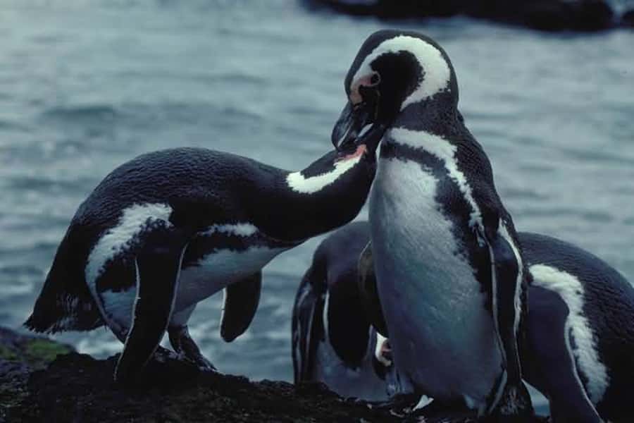 From Ushuaia: Penguin Watching Tour by Catamaran - Cormorant islands and the bird colonies