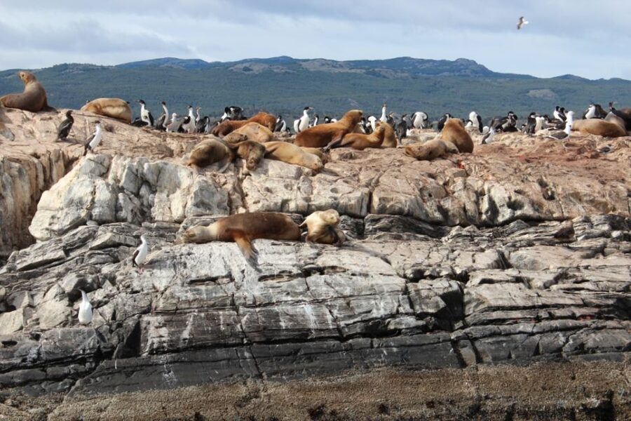 From Ushuaia: Penguin Watching Tour by Catamaran - Martillo Island and the Magellanic Penguins