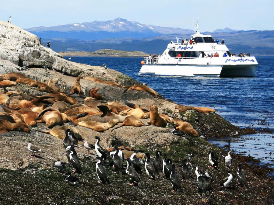 From Ushuaia: Penguin Watching Tour by Catamaran - Who will enjoy this Ushuaia cruise?