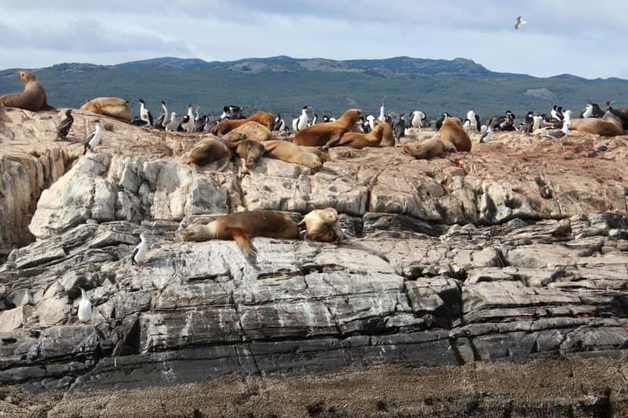 From Ushuaia: Penguin Watching Tour by Catamaran - Isla de los Lobos and its sea lions