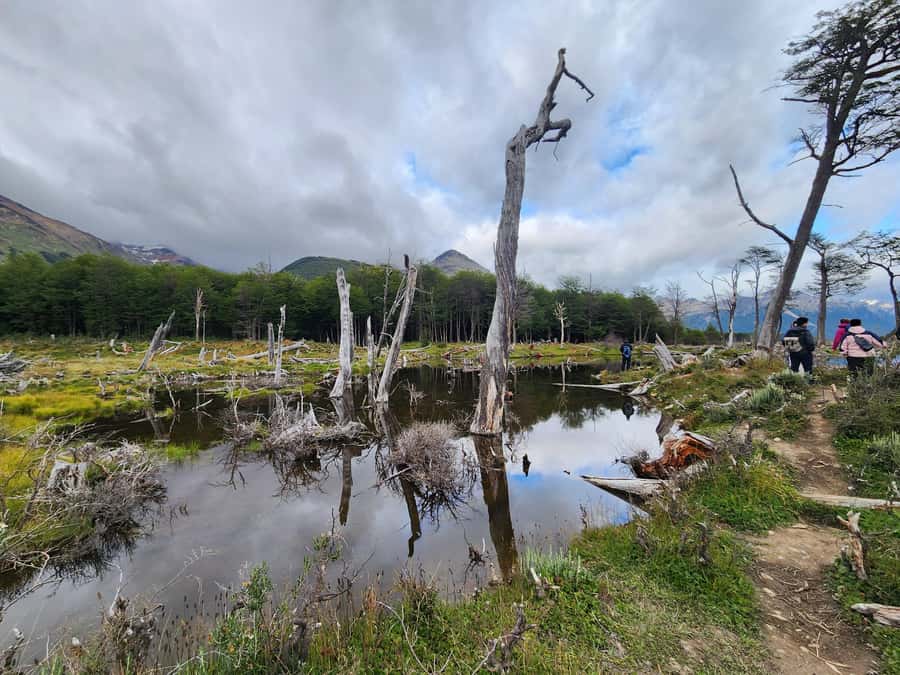 From Ushuaia: Tierra del Fuego Emerald Lagoon Trekking Tour - The five-kilometer walk through forest and valley